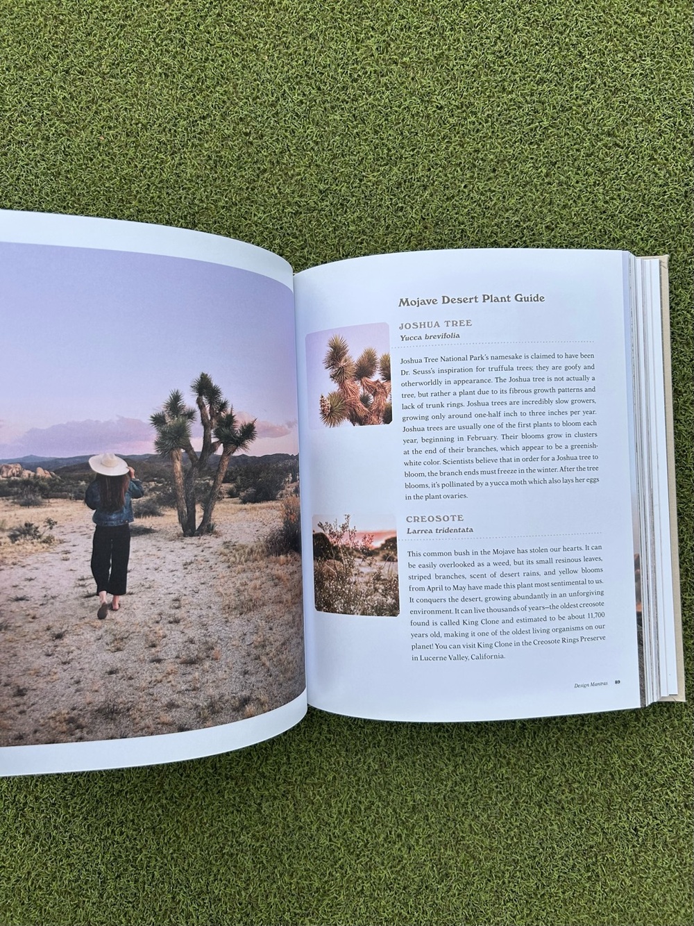 At Home In Joshua Tree Book - Picture 4 of 6